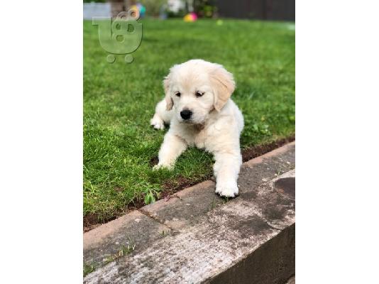 Όμορφα κουτάβια Golden Retriever